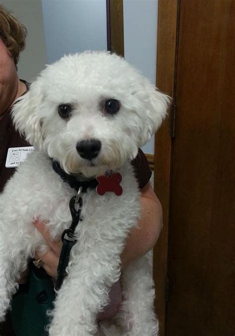 Little did we know then how many other types of animals throughout. . Bichon rescue mn